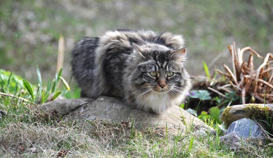 Are Norwegian Forest Cats Aggressive Petzooie